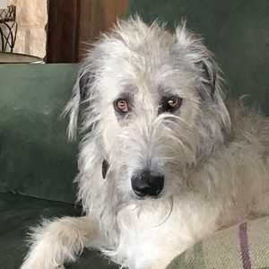 Meet your Posher, Anne